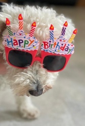 birthday